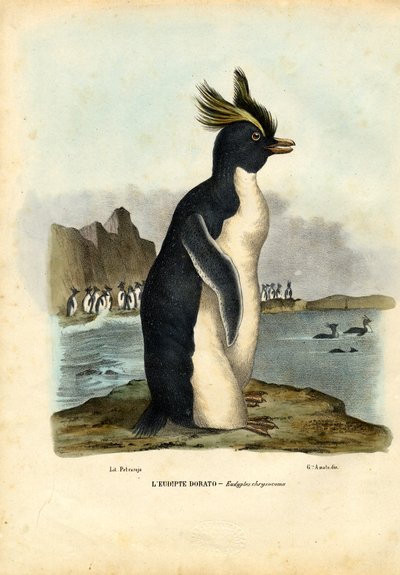 Northern Rockhopper Penguin, 1863-79 by Raimundo Petraroja